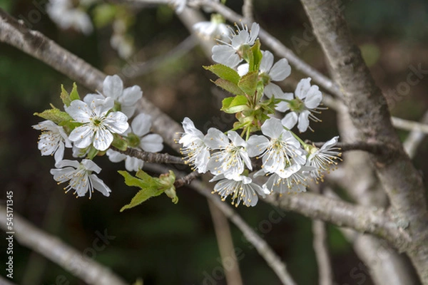 Fototapeta Spring blossom