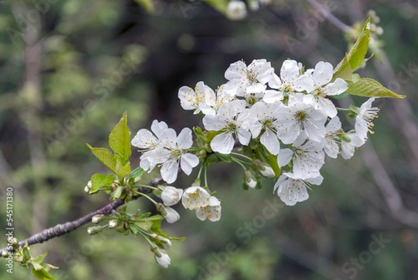 Fototapeta Spring blossom