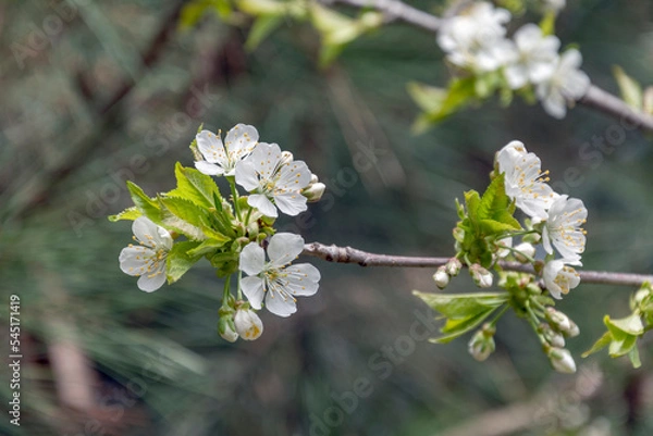 Fototapeta Spring blossom
