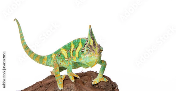 Obraz Chameleon in photostudio