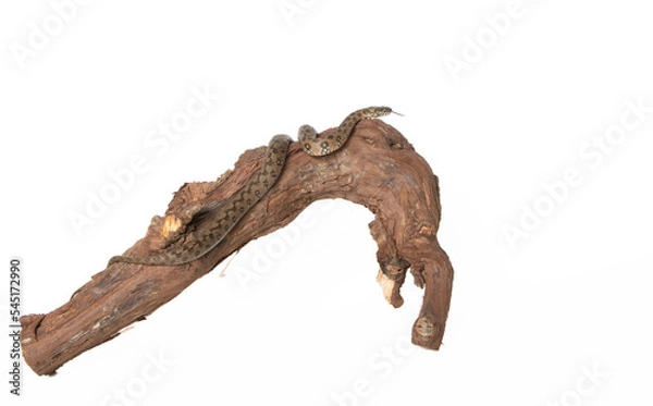 Obraz Viperine snake in photostudio