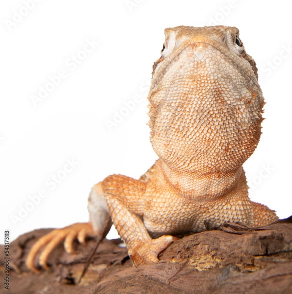 Obraz Dwarf bearded dragon in studio