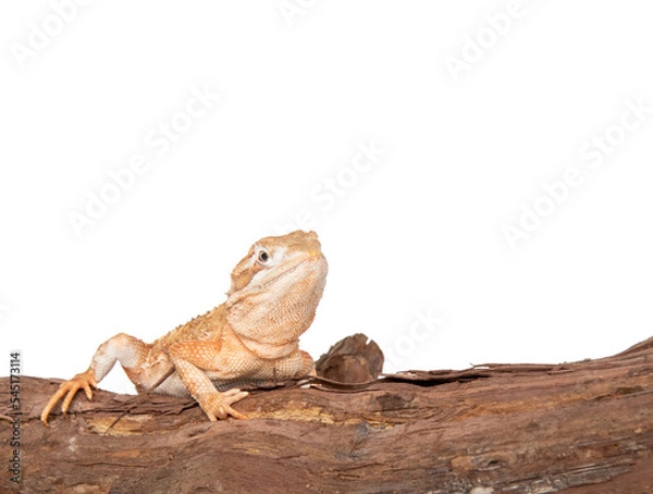 Obraz Dwarf bearded dragon in studio