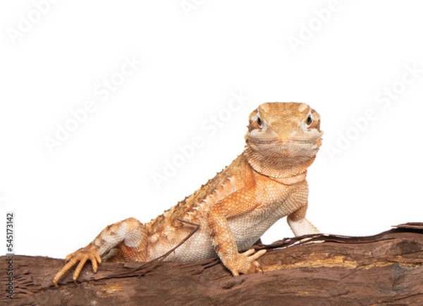 Obraz Dwarf bearded dragon in studio