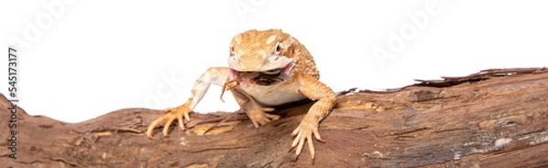 Obraz Dwarf bearded dragon in studio