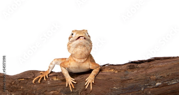 Obraz Dwarf bearded dragon in studio