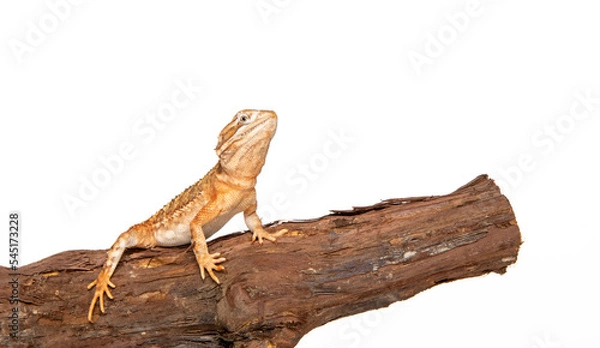 Fototapeta Dwarf bearded dragon in studio