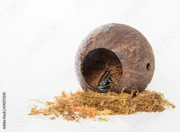 Obraz Poison frog in studio