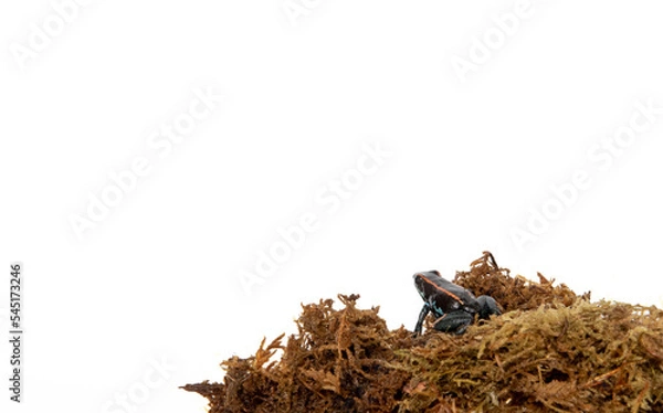 Obraz Poison frog in studio