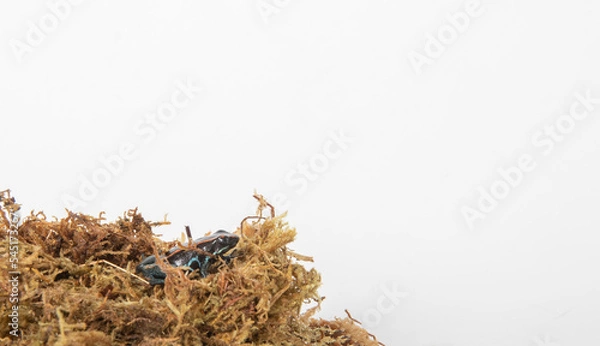 Obraz Poison frog in studio