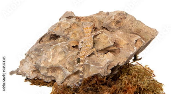 Obraz Lizzard in studio