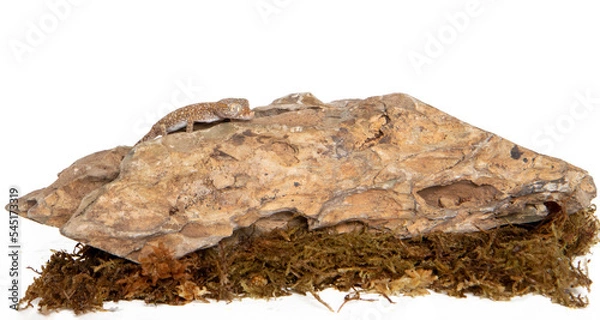 Obraz Lizzard in studio