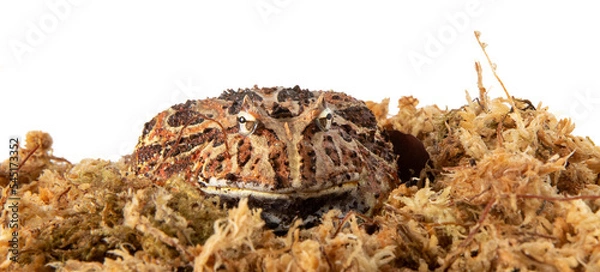 Obraz Packman frog in studio