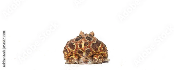 Obraz Packman frog in studio