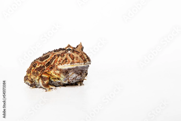 Obraz Packman frog in studio