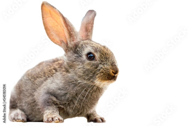 Fototapeta Furry cute rabbit on white background isolated