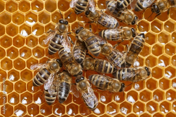 Fototapeta honey bees on honeycombs closeup view