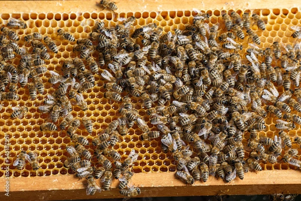 Fototapeta A swarm of honey bees on honeycombs
