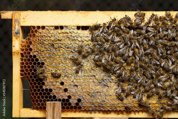 Fototapeta Family bee insects on honeycomb frame open body beehive frames