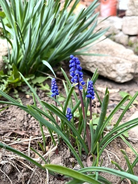 Fototapeta spring in the garden