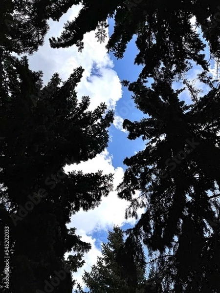 Fototapeta sunset in the forest