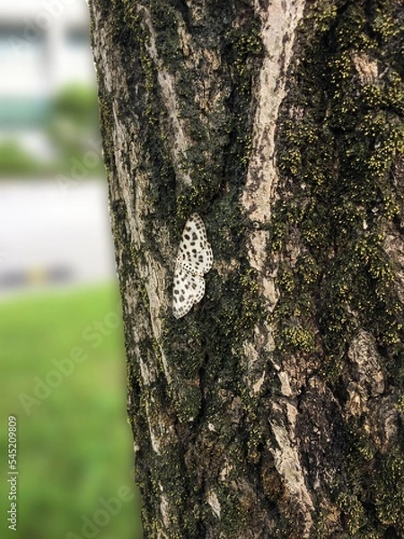 Fototapeta 나무에 붙은 나방