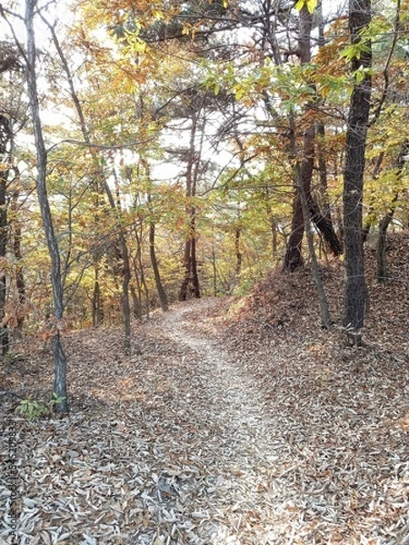 Fototapeta 신비로운 오솔길