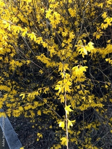 Fototapeta 개나리