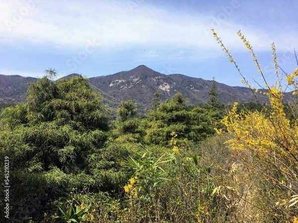 Fototapeta 봄의 개나리와 높은 산