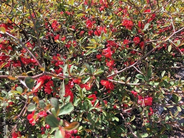 Fototapeta 붉게 타오르는 정열의 빛