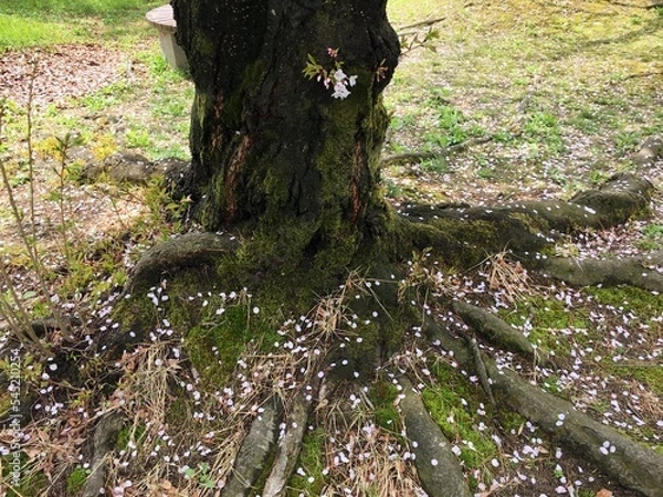 Fototapeta 꽃잎으로 장식된 나무 주위