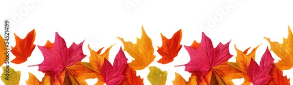 Fototapeta Autumn seamless transparent background with long horizontal border made of falling autumn golden, red and orange colored leaves isolated on transparent background. Hello autumn png