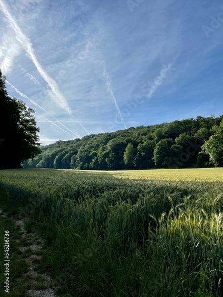 Fototapeta Vertical shot of a green field surrounded by trees under the blue sky