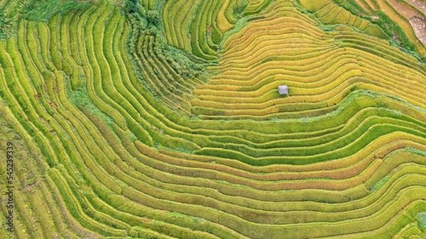 Fototapeta Rice fields on terraced prepare the harvest at Northwest Vietnam.