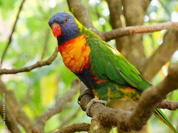 Obraz oiseau loriquet de swainson