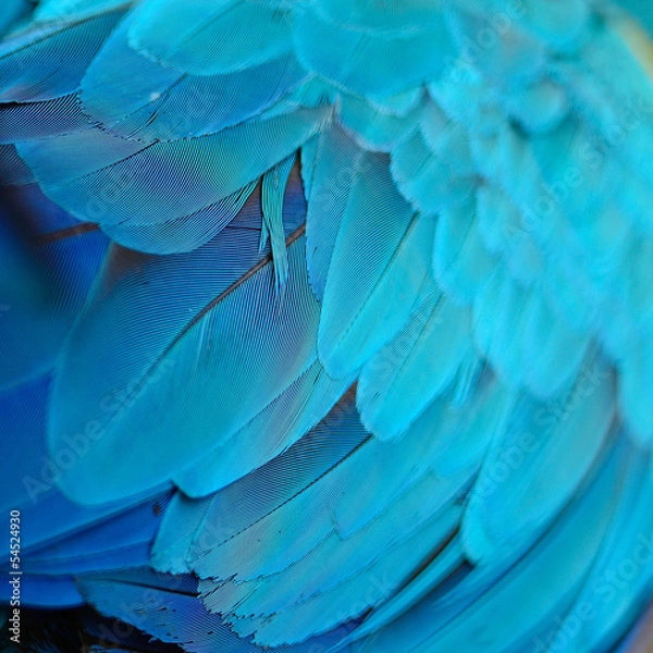 Obraz Blue and Gold Macaw feathers