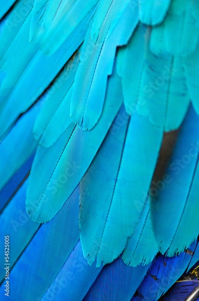 Obraz Blue and Gold Macaw feathers