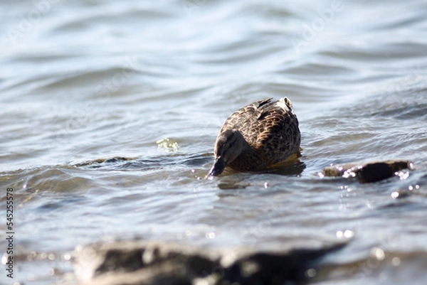 Fototapeta wild duck drinking while swimming in the pond. Image contains copy space