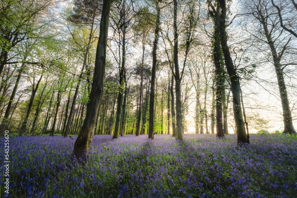 Fototapeta Bluebell Wood