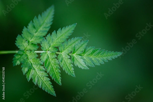 Fototapeta Green Leaf