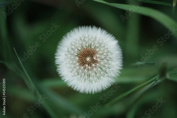 Fototapeta Dandelion Clock