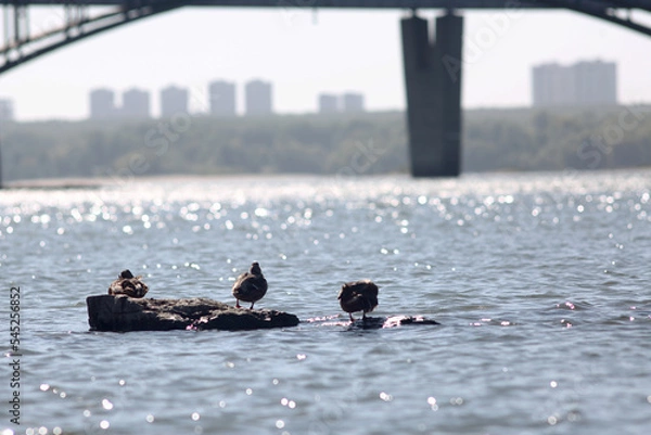 Obraz three wild ducks sitting on stones in the river with city buildings on backgrond