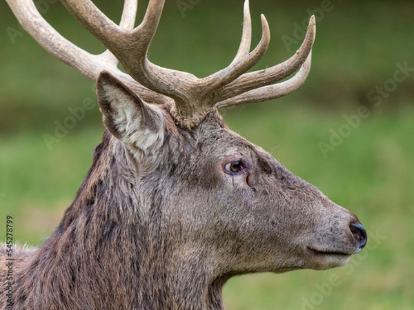 Obraz Red Deer Stag Head