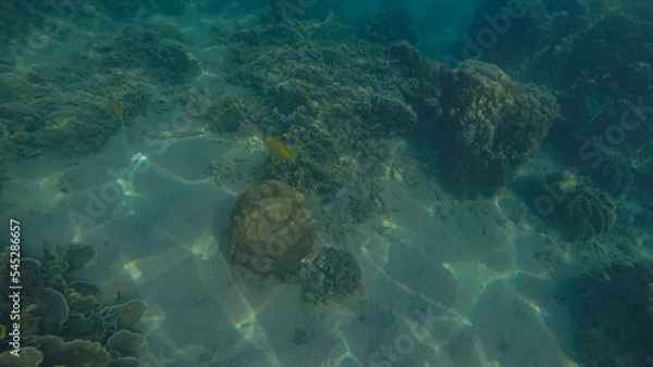Obraz Panoramic scene under water and blue background