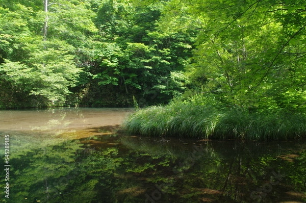 Fototapeta reflection river water nature forest landscape tree stream tree green lake summertime go fly park tree trees plant