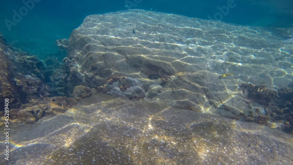 Obraz Panoramic scene under water and blue background