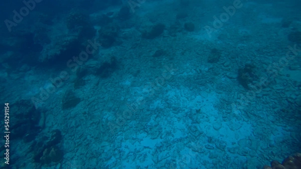 Obraz Panoramic scene under water and blue background