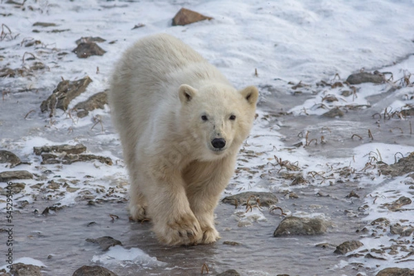 Obraz walking polar bear cub