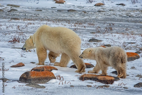 Obraz polar bear walking with cub