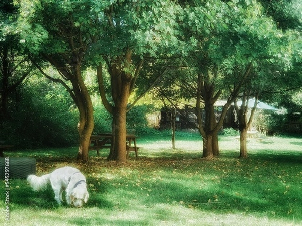 Fototapeta dog and trees